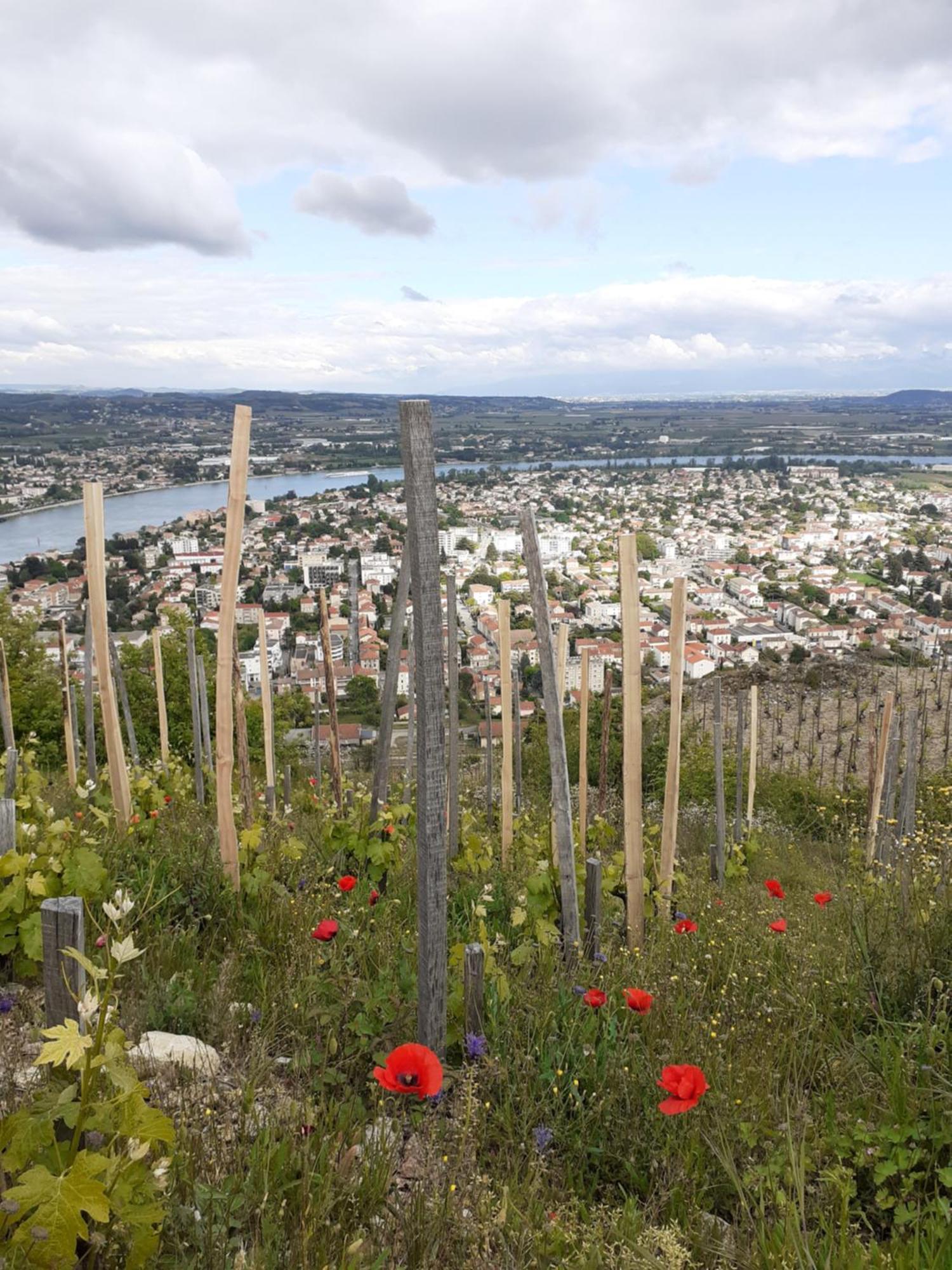 Gite Du Vigneron A La Terrasse Piscine Local Velos Tournon-sur-Rhone Dış mekan fotoğraf